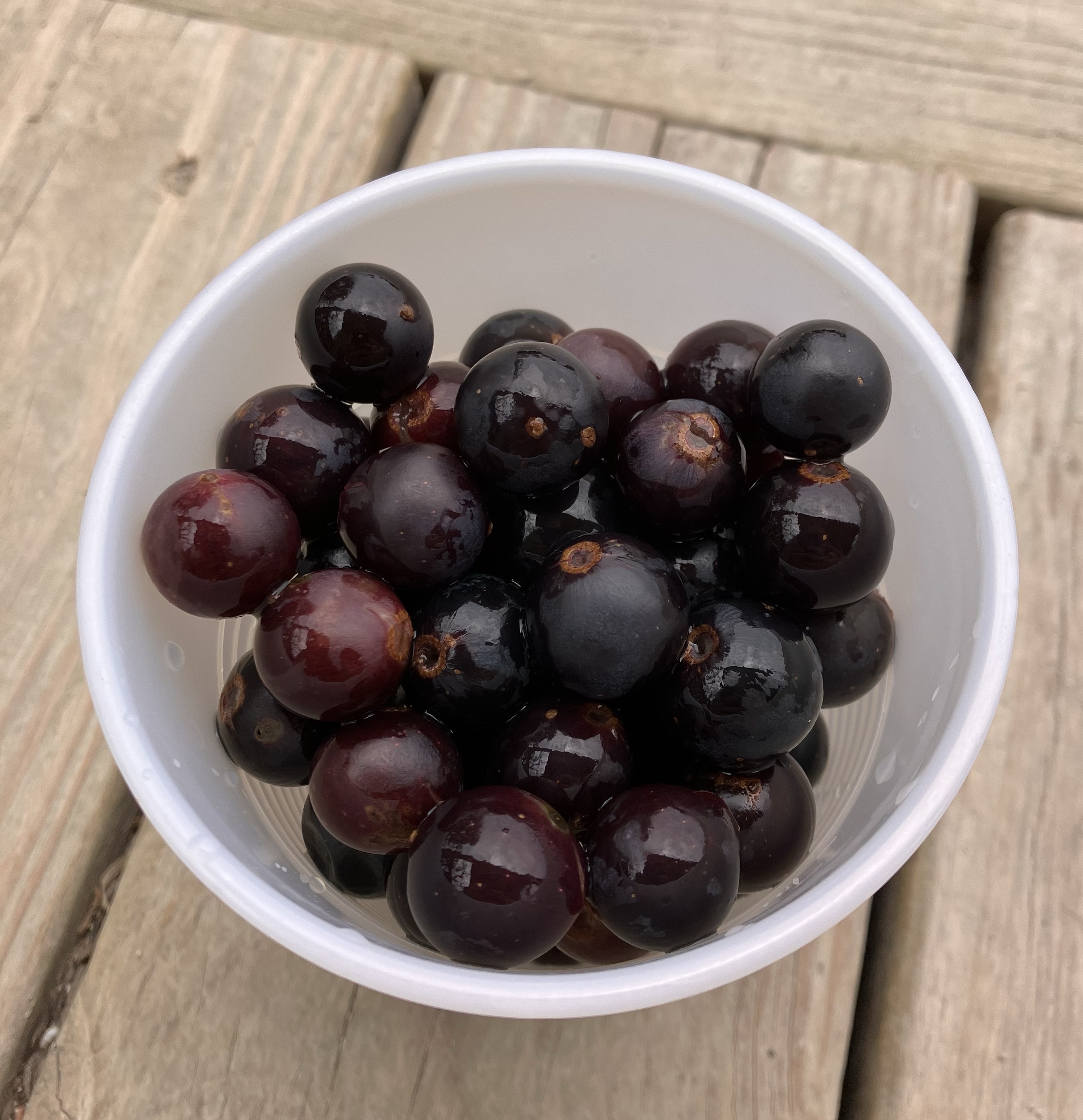 Curated visual reference: Gallery Detail: Wild Grapes Homesteading On 2 Acres A Girl And Her